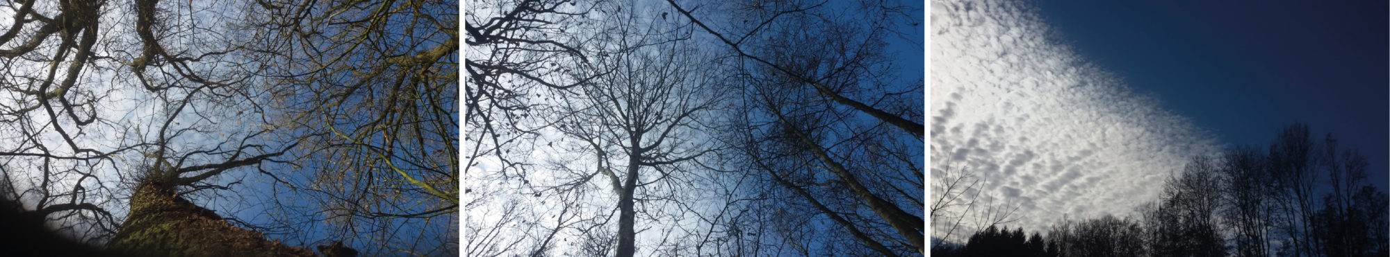 Ferienwohnungen am Wald